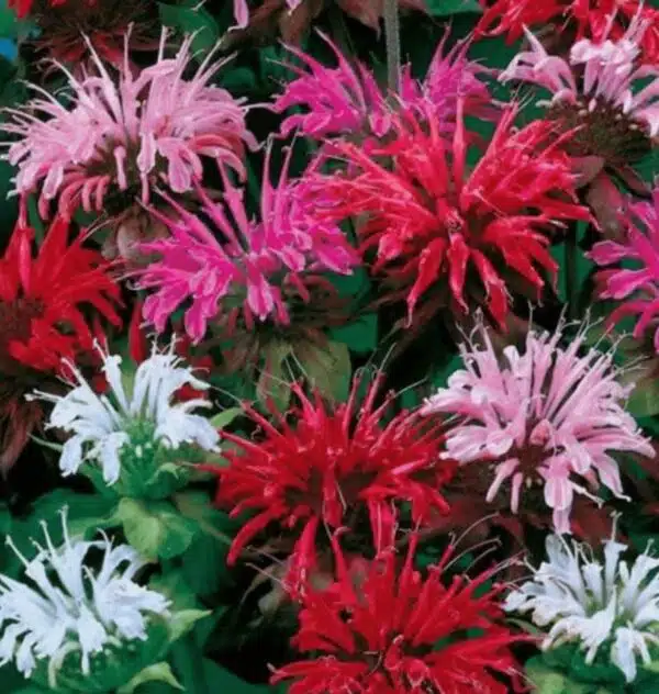 Mezcla de Monarda didyma Milano