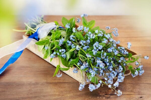 Myosotis alpestris Blue Memory - Выява 2