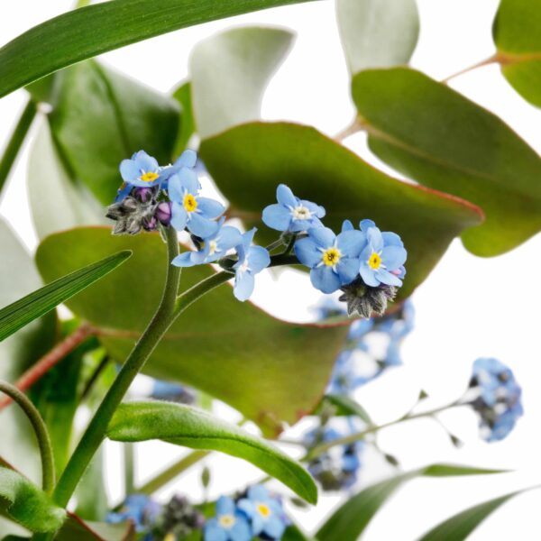 Myosotis alpestris Блакітная памяць
