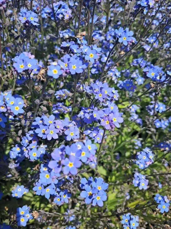 Myosotis alpestris QIS® Mammoth Deep Blue