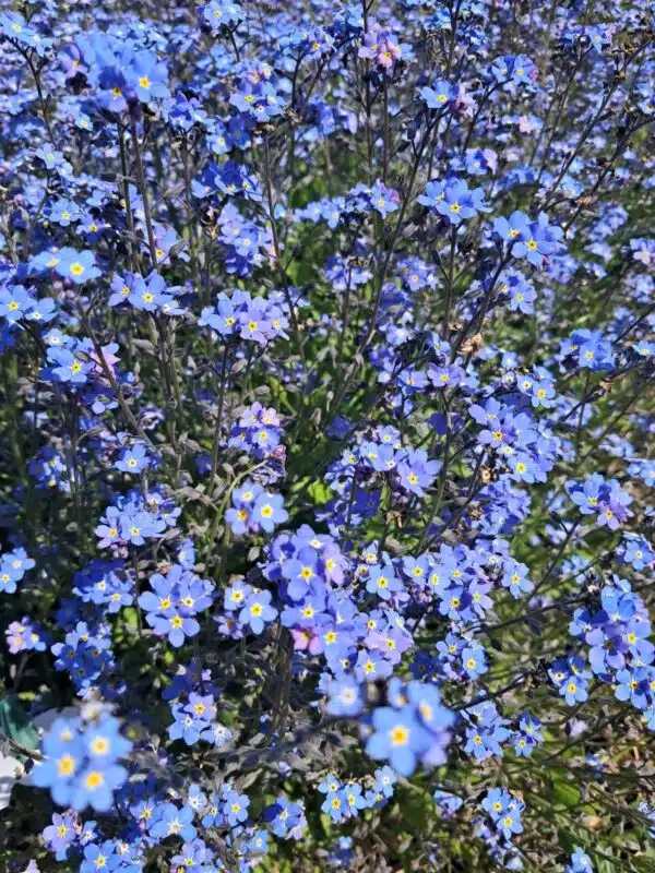 Myosotis alpestris QIS® Mammoth Deep Blue - Afbeelding 2