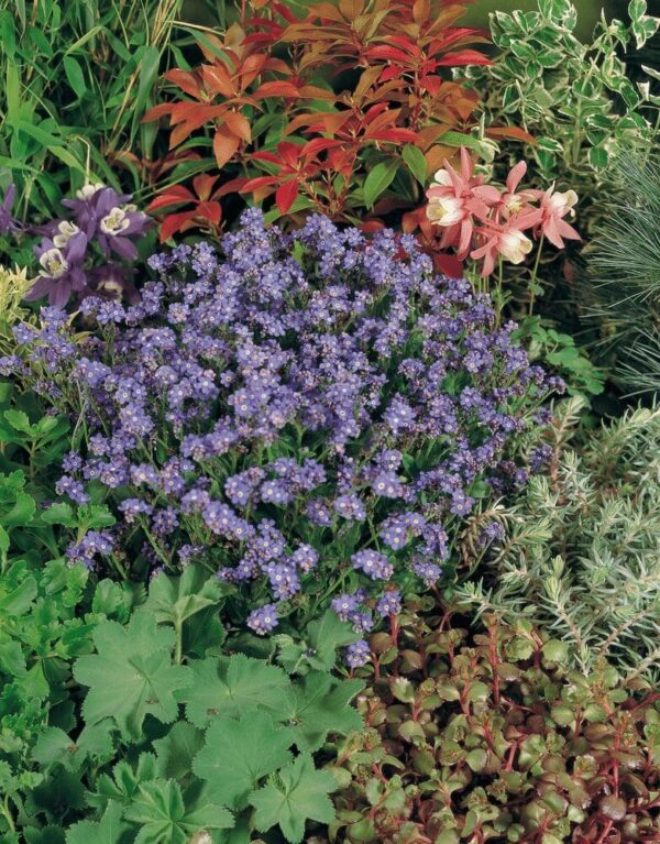 Myosotis sylvatica Bluesylva - Afbeelding 2