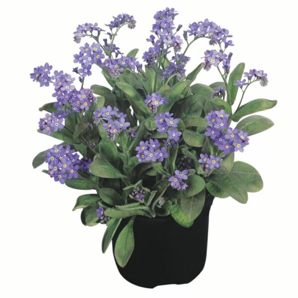 Myosotis sylvatica Bluesylva