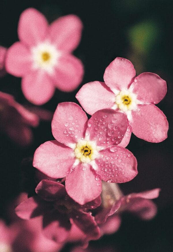 Myosotis sylvatica Rosylva - Afbeelding 3