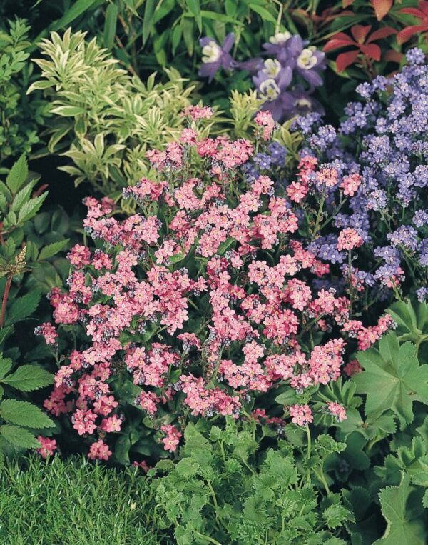 Myosotis sylvatica Rosylva - Afbeelding 2