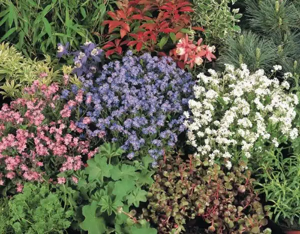 Myosotis sylvatica Sylva mixture - Afbeelding 3