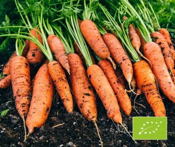 Daucus carota (Carota) Nantaise 2 BIOLOGICO