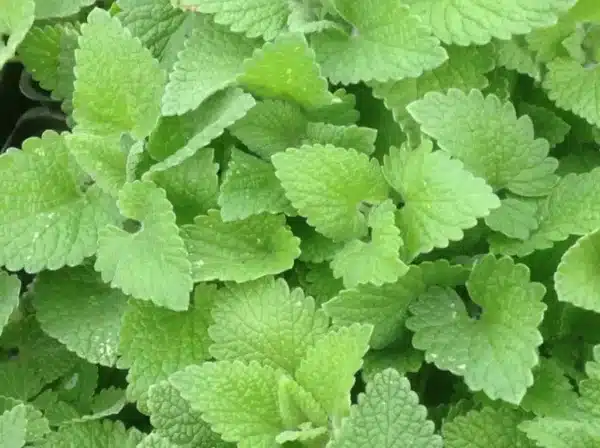Nepeta cataria (Catnip)