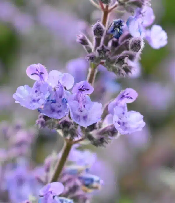Nepeta racemosa (N. mussinii) Blue - Afbeelding 2