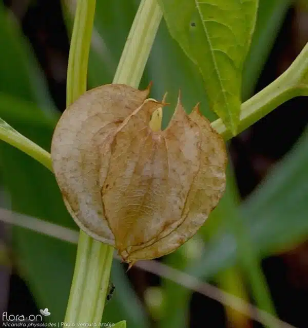 Nicandra physaloides - Afbeelding 4