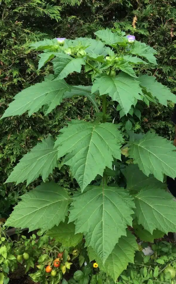 Nicandra physaloides - Afbeelding 2