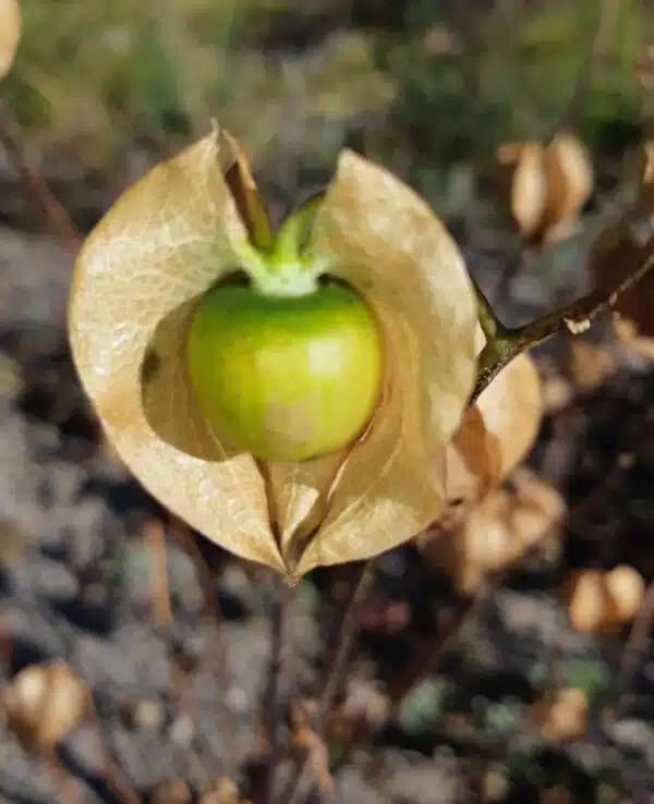 Nicandra physaloides - Afbeelding 3