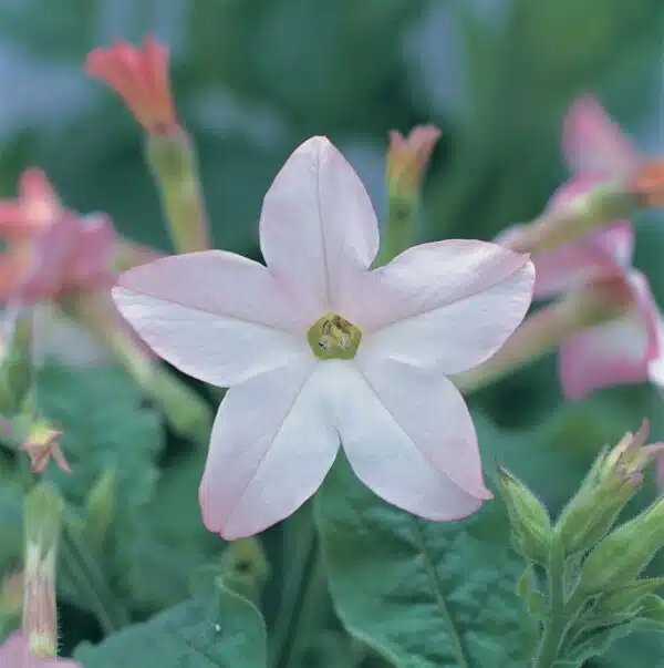 Nicotiana x sanderae Flor de manzano Merlín
