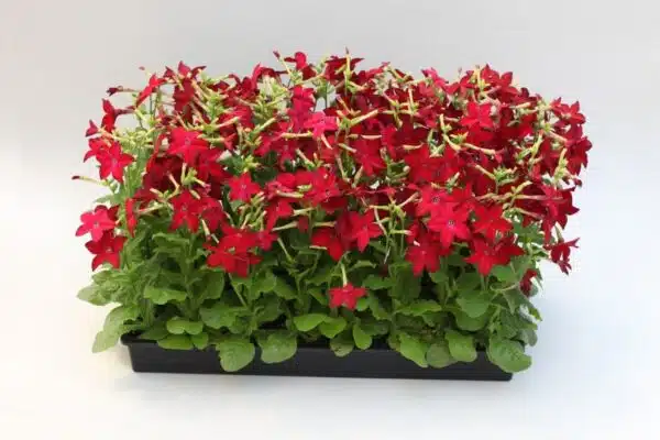 Nicotiana x sanderae Merlin Red - Afbeelding 2
