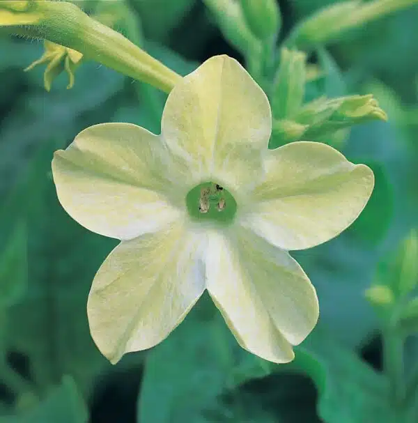 Nicotiana x sanderae Lima Merlín