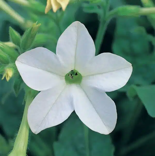 Nicotiana x sanderae Merlín Blanco