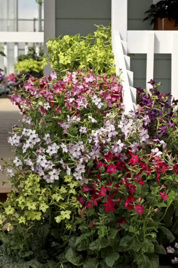 Парфумерная сумесь Nicotiana x sanderae