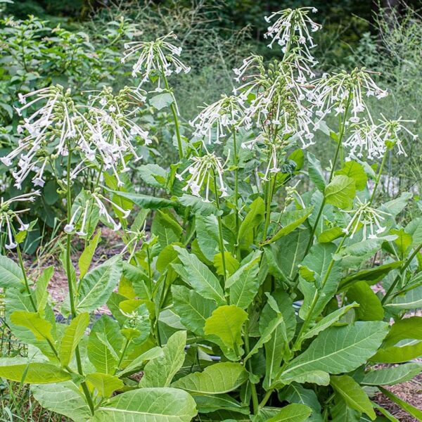 Nicotiana sylvestris - Afbeelding 3