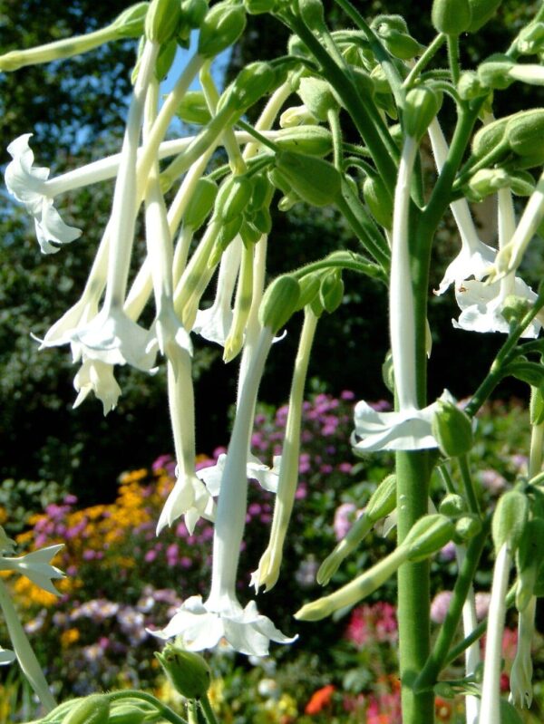 Nicotiana sylvestris