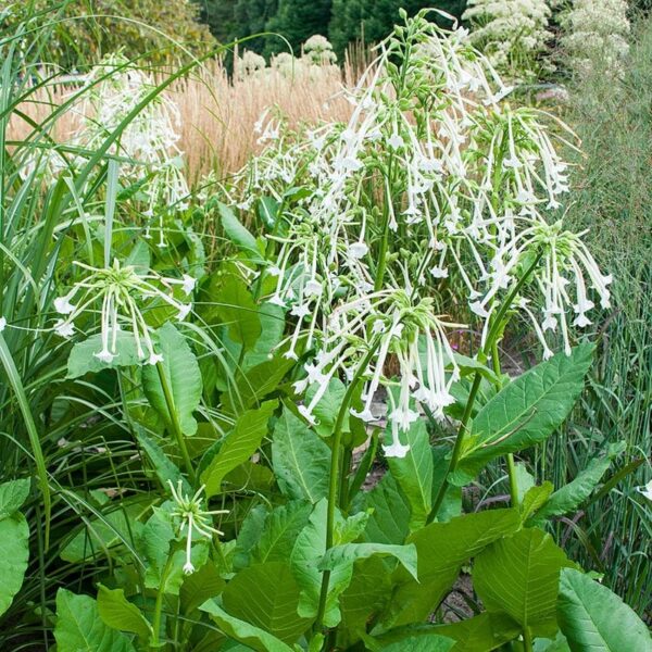 Nicotiana sylvestris - Afbeelding 2