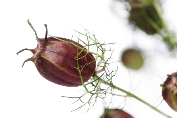 Nigella damascena Albion Black Pod - Image 3