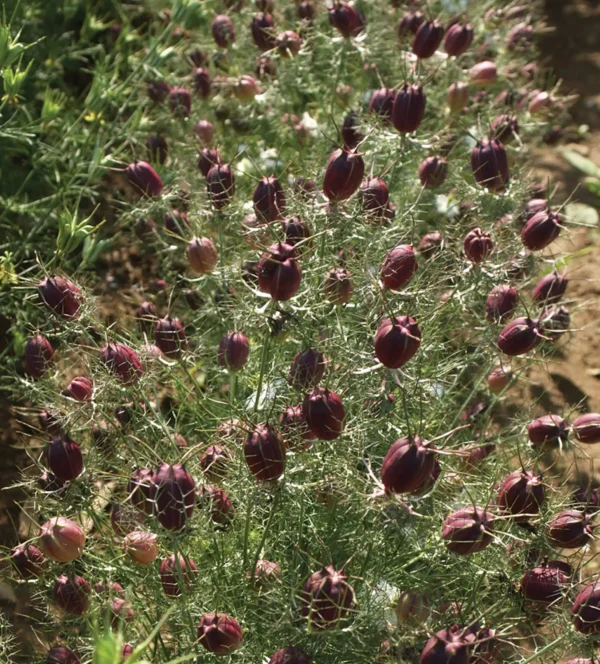 Nigella damascena Albion Black Pod - Image 4