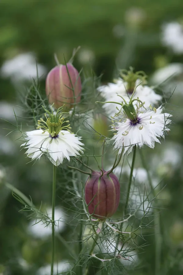 Nigella damascena Albion Black Pod