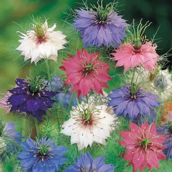 Nigella damascena Gioielli persiani
