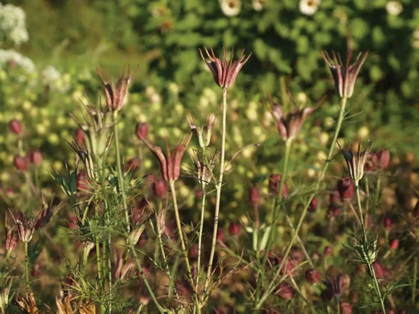 Нігела ўсходняя (Nigella orientalis Transformer) - выява 4