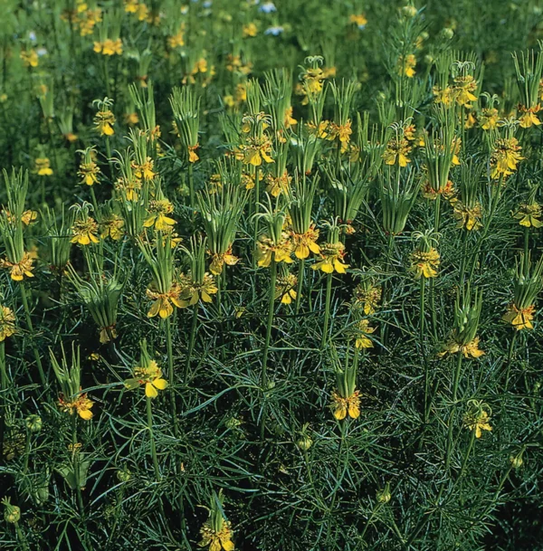 Нігела ўсходняя (Nigella orientalis Transformer) - выява 2