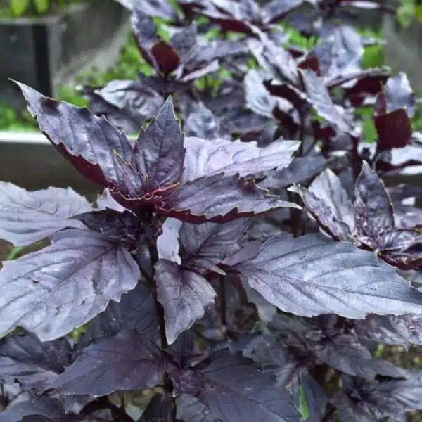 Ocimum basilicum (Basil) Dark Opal