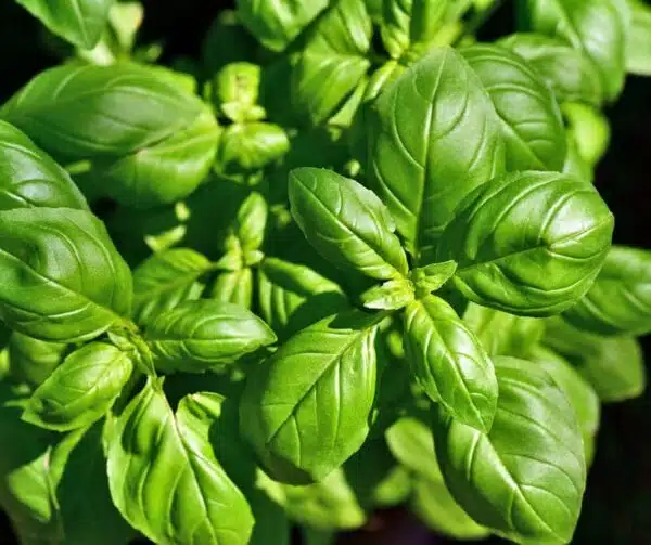 Ocimum basilicum (Базілік) Дженовезе - выява 2