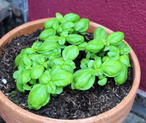 Ocimum basilicum (Базілік) Дженовезе - выява 3