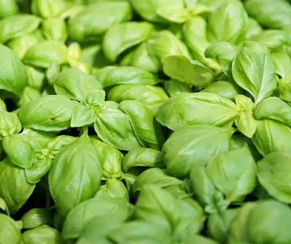 Ocimum basilicum (Базілік) Дженовезе