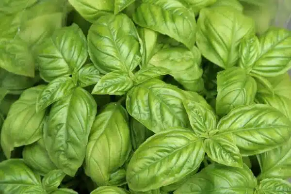 Ocimum basilicum (Large-leaved Basil)