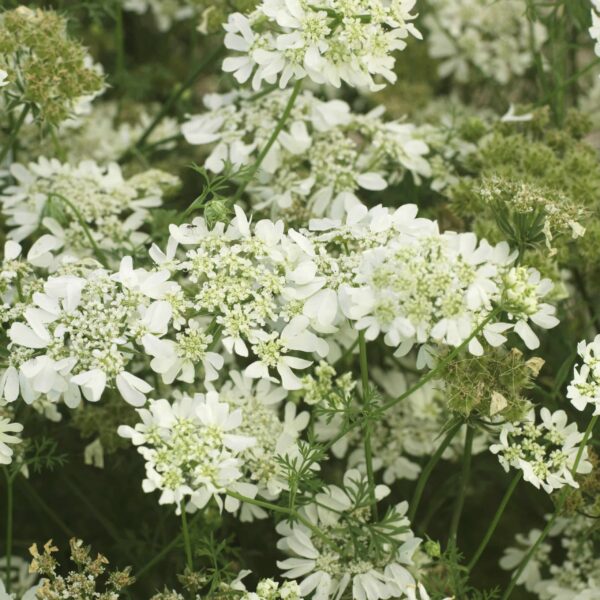 Orlaya grandiflora QIS® White Finch - Afbeelding 2