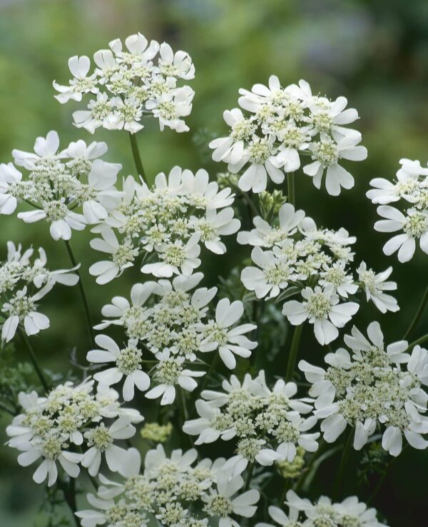 Orlaya grandiflora QIS® White Finch