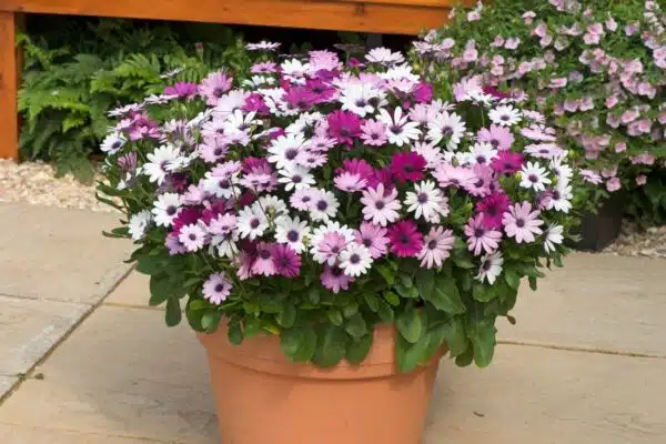 Osteospermum ecklonis Ballade сумесь
