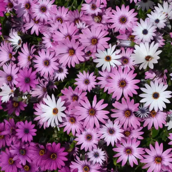 Сумесь Osteospermum ecklonis Ballade - Малюнак 2