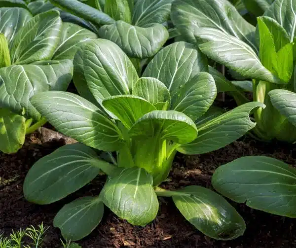 Brassica rapa ssp. chinensis (Pak Choi) Bok Choy BIO - Afbeelding 2