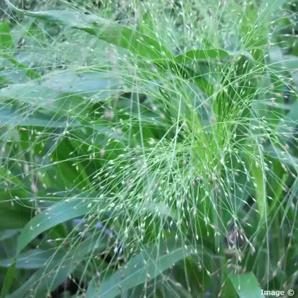 Panicum elegans QIS® Sprinkles - Image 2