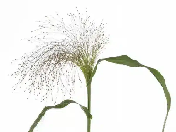 Парасон Panicum miliaceum QIS® - Выява 2
