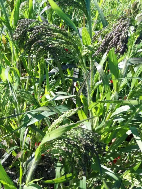 Panicum miliaceum Violaceum