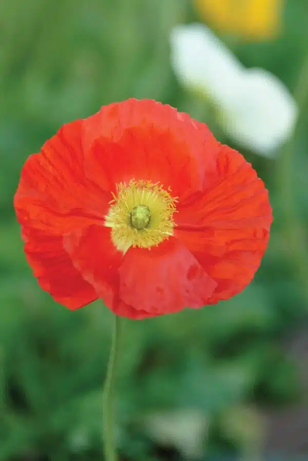 Papaver nudicaule Champagne Bubbles Scarlet - Image 2