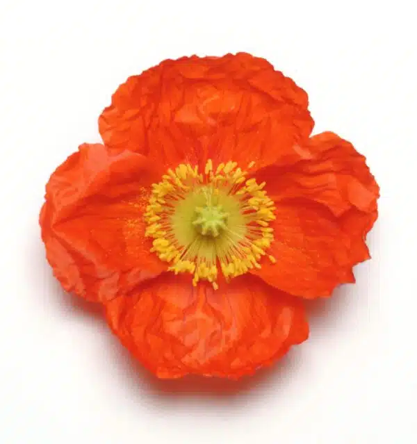 Papaver nudicaule Champagne Bubbles Scarlet