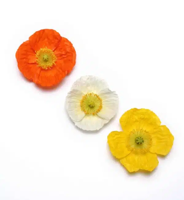 Papaver nudicaule Champagne Bubbles mixture - Afbeelding 3