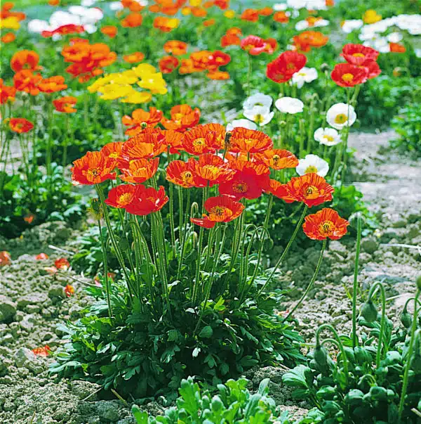 Papaver nudicaule Gartenzwerg (Garden Gnome)