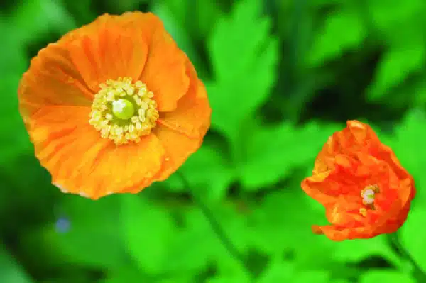 Papaver nudicaule Gartenzwerg (Garden Gnome) - Afbeelding 3