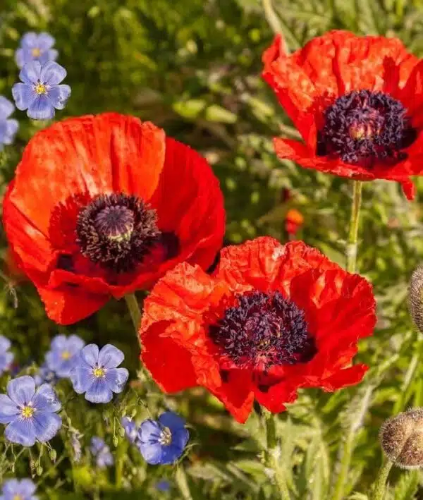 Papaver orientale Brillante - Imagen 2