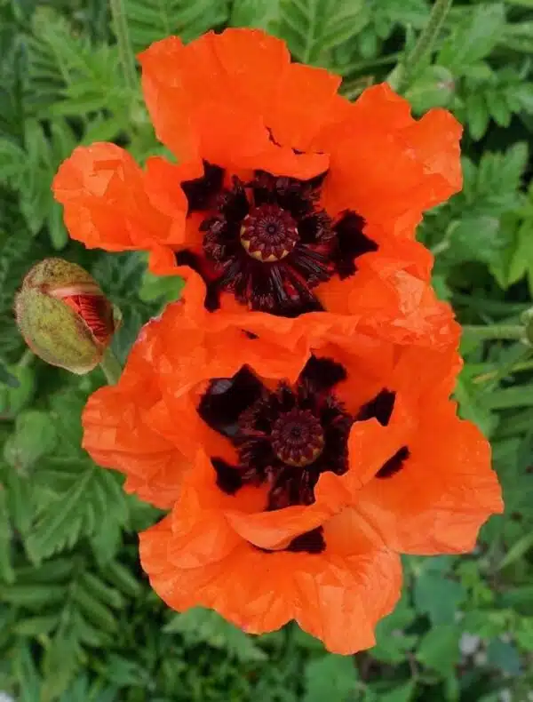 Papaver orientale Brillante